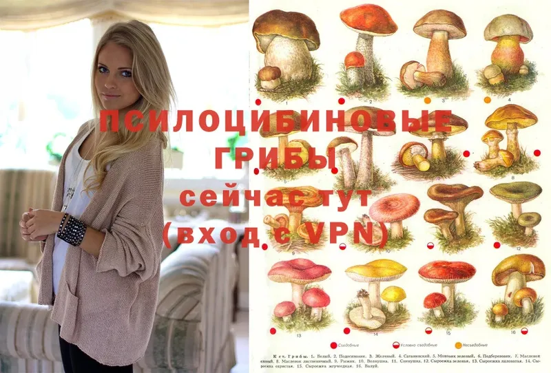 маркетплейс какой сайт  Саров  Галлюциногенные грибы Psilocybe 